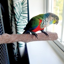 Beach Branch Perch Medium