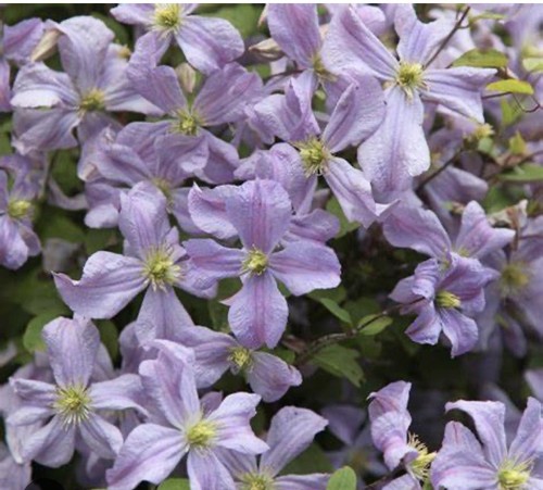 Clematis prince charles - prince,