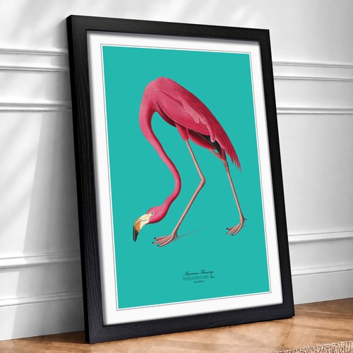 Flamingo teal john - flamingo, james