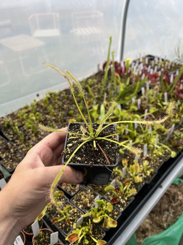 Sundew drosera capensis - drosera,