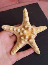 Natural Dried Knobbly Rhino
