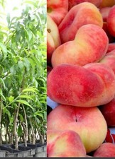  Saturn Donut Peach Tree  Hardy Patio Garden Prunus persica In 5 L Pot