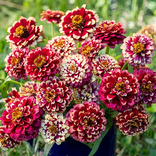 Double zinnia seeds white - double,