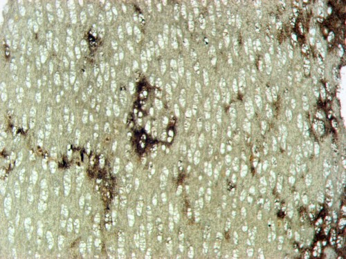 Cretaceous paraphyllanthoxylon - cretaceous,