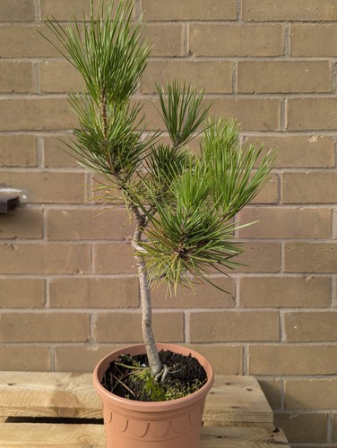 Japanese black pine bonsai - black,