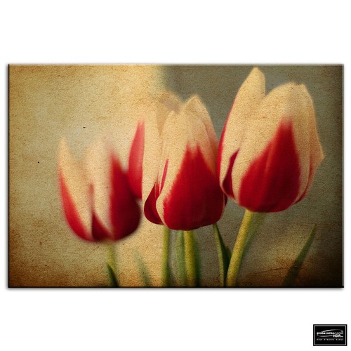 Tulips flowers floral box - ,