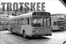 35mm Negative Badgerline