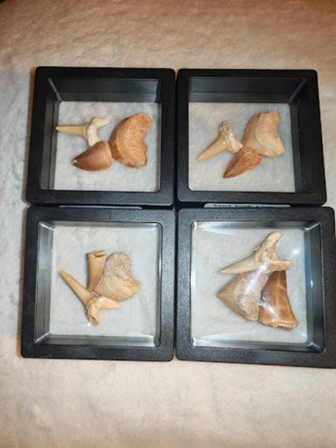 Fossil tooth set mosasaur crow - tooth,