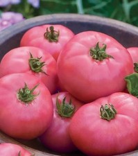 TOMATO 15 SEEDS WILD ROSE PINK  Beefsteak HEIRLOOM NO GMO