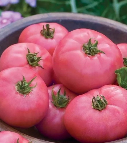 Tomato seeds wild rose - seeds,