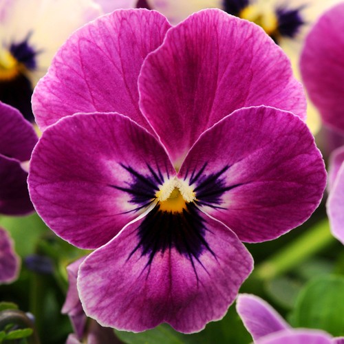 Viola raspberry colourful - raspberry, |
