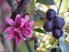 Malus Roberts Red Crab Apple Tree 6ft Supplied in a 12 Litre Pot by Directplants