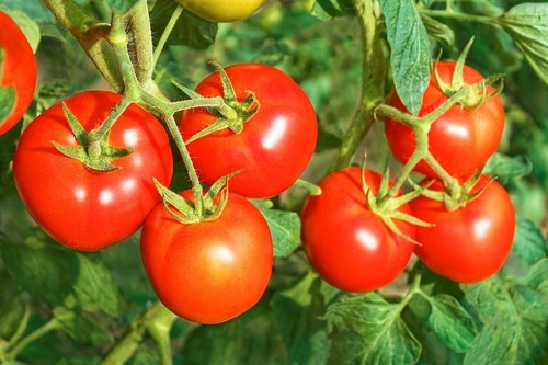 900g soluble calcium - ,