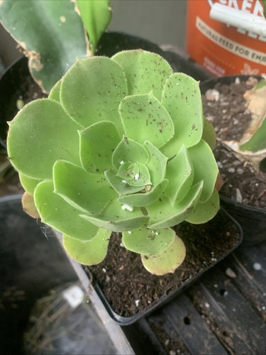 Aeonium canariensis rare - canariensis,