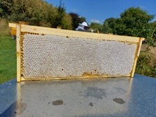 Full Honeycomb Frame