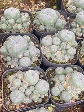 LW  Succulent Cactus Plant