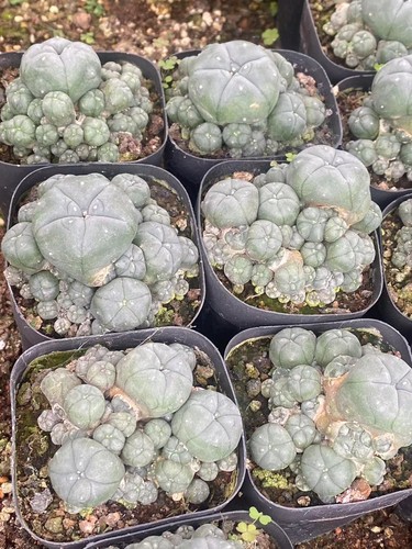 Succulent cactus plant - ,