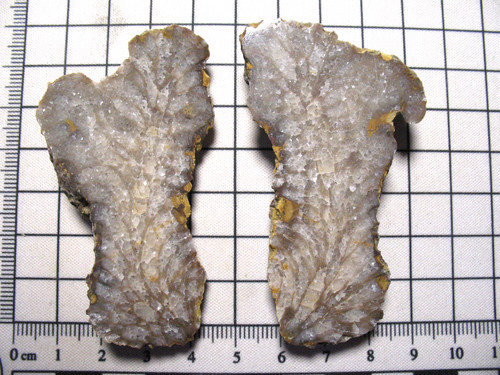 Devonian favosites granulosus - favosites,