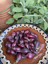 x 25 Blood Red Autumn Planting Organic Onion Sets.Free Delivery.Grow Your Own