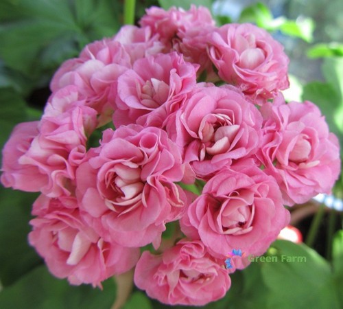 Seeds geranium swanland - geranium,