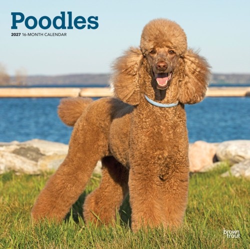 Poodles 2027 square flap - poodles,