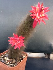Cleistocactus Colademonono Winterii Monkey Tail Cactus Cutting 60x20mm Bareroot