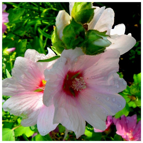 Lavatera clementii barnsley - clementii,