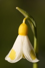 Galanthus 'Golden Fleece' Snowdrop