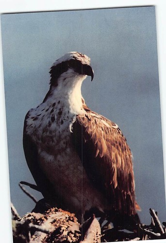 Postcard osprey everglades - postcard,