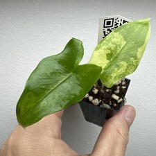 Alocasia Tigrina Superba