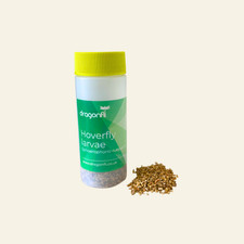 Dragonfli live hoverfly larvae - hoverfly,