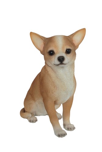 Chihuahua dog lifelike - chihuahua,