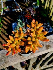 CLEARANCE: Sedum