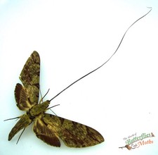 Monster Moth Amphimoea walkeri