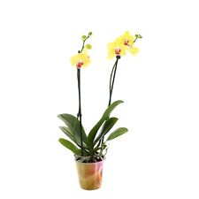 Phalaenopsis Double Stemmed Yellow Orchid 12cm Pot - 50-60cm excpot(Live Plants)