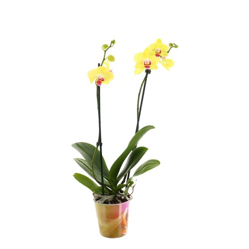 Phalaenopsis double stemmed - phalaenopsis,
