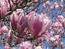 Jane Magnolia shrub/tree 2