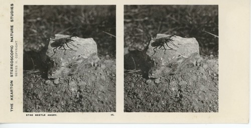 Antique kearton stereoscopic - antique,