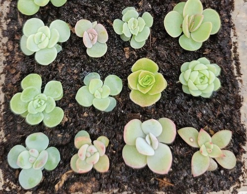 Mixed rare baby succulent - baby,