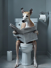 Greyhound  on Toilet Metal