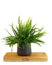 Boston Fern Nephrolepsis