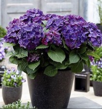 HYDRANGEA DEEP PURPLE IN 10cm