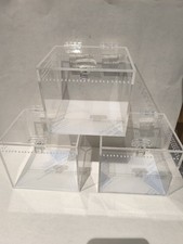 Tarantula / Invertebrate