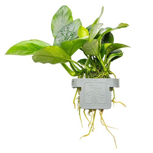 Tropica anubias barteri var - tropica,