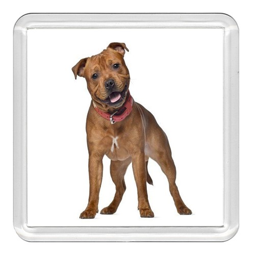 Staffordshire bull terrier - bull, dog