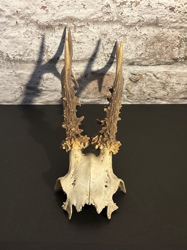 Roe deer skull with antlers - skull,