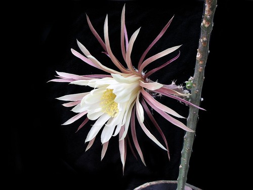 Peniocereus rosei costa rica - rosei, (costa