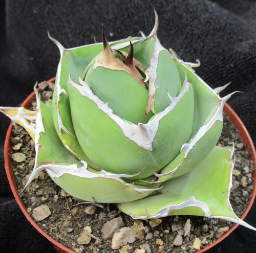 Agave titanota black panther - titanota, 'black