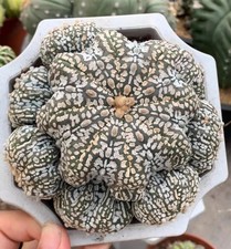 10.4cm Rare Astrophytum