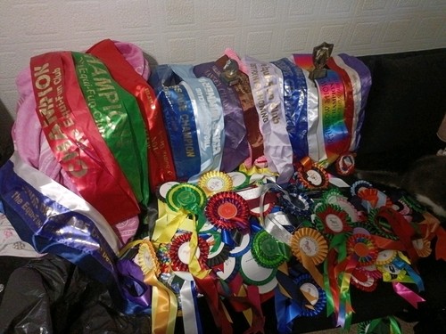 Rosettes sashesetc - rosettes,